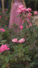 Andrea & Leo A1267 Dress - VIDEO