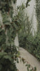Andrea & Leo A1070W Maurelle A-Line Wedding Gown